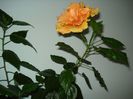 DSC06773