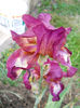 DSCN4485