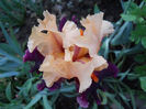 DSCN4490