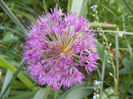Allium Purple Sensation (2013, May 09)