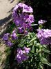 se aseamana cu phlox paniculata
