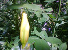 Fotogr.1203