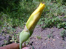 Fotogr.1204