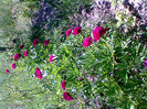 Fotogr.1206