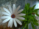 dimorfoteca- margareta africana