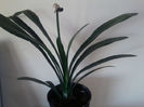 clivia galbena -