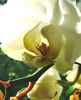 Orhidee Phalaenopsis - detaliu