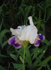 iRIS gERMANICA nIBELUNGEN