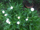 DSCF0780
