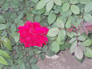 DSCN8610_4070