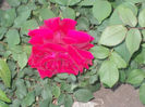 DSCN8611_4071