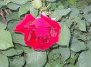 DSCN8612_4072