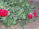 DSCN8613_4073