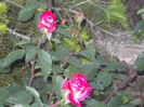 DSCN8617_4077