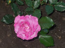 DSCN8618_4078