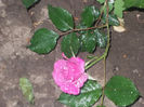 DSCN8619_4079