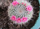 Mammillaria