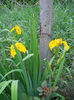 DSCN4526