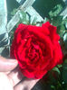 imperial chrisler prima floare de rosa anu asta