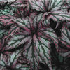 Begonia Rex