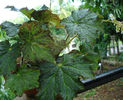 begonia rex8