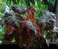 begonia rex13