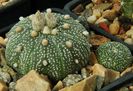 Astrophytum asterias