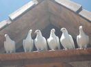 DSC05222