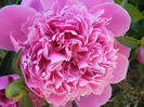 Peony_Bujor, 11may2013
