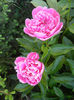 Peony_Bujor, 11may2013