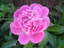 Peony_Bujor, 11may2013