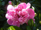 Peony_Bujor, 11may2013