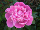 Peony_Bujor, 11may2013