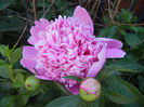 Peony_Bujor, 11may2013