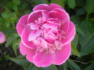 Peony_Bujor, 11may2013
