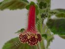 Kohleria Bibbi