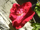 Rose Leipzig (2013, May 11)