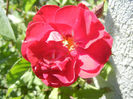 Rose Leipzig (2013, May 11)
