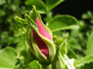 Rosa rugosa (2013, May 10)