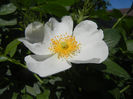 Rosa canina_Dog Rose (2013, May 10)