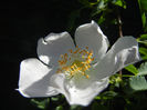 Rosa canina_Dog Rose (2013, May 10)