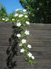 Rosa canina_Dog Rose (2013, May 11)