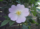 Rosa canina_Dog Rose (2013, May 11)