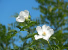 Rosa canina_Dog Rose (2013, May 11)