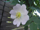 Rosa canina_Dog Rose (2013, May 11)