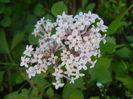 Syringa patula Miss Kim (2013, May 11)