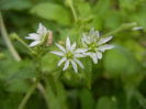 Stellaria media, 09may2013