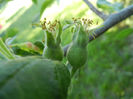 Apples_Mere Summer Red (2013, May 01)