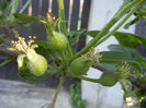 Apples_Mere Summer Red (2013, May 01)