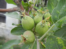 Apples_Mere Summer Red (2013, May 09)
